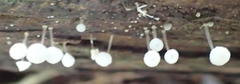 Mycena clavicularis