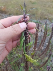 Leonurus glaucescens