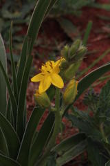 Hypoxis obtusa