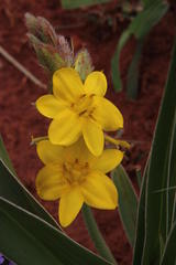 Hypoxis obtusa