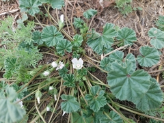 Malva neglecta