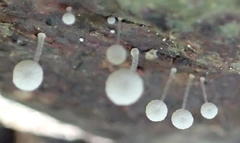 Mycena clavicularis