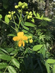 Senna ligustrina