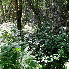 Plectranthus fruticosus