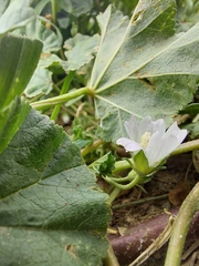 Malva neglecta