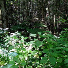 Plectranthus fruticosus
