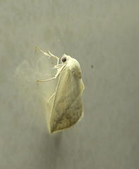 Neaxestis piperitella