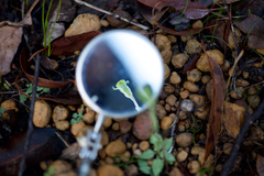 Pterostylis crispula