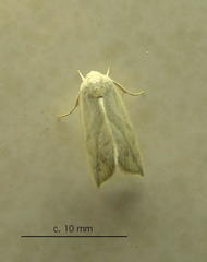 Neaxestis piperitella