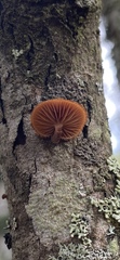 Phaeomarasmius