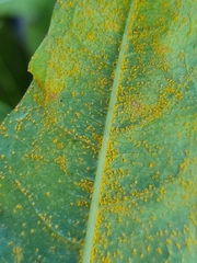 Pucciniastrum epilobii