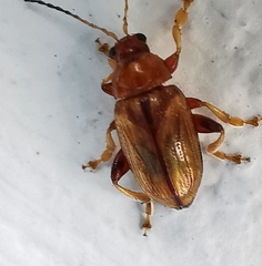 Arrhenocoela lineata