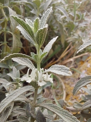 Marrubium peregrinum