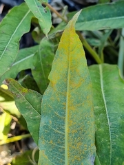 Pucciniastrum epilobii