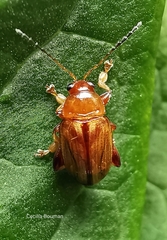 Arrhenocoela lineata