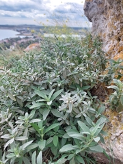 Marrubium peregrinum