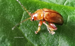 Arrhenocoela lineata