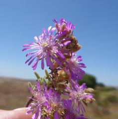 Drosanthemum ambiguum
