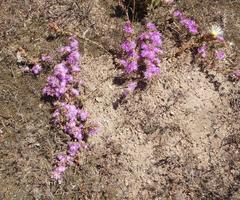 Drosanthemum ambiguum