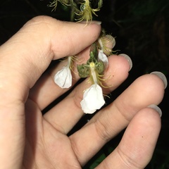 Odontochilus tashiroi