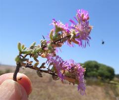 Drosanthemum ambiguum