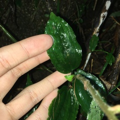 Odontochilus tashiroi