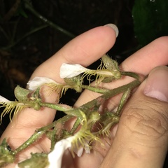 Odontochilus tashiroi