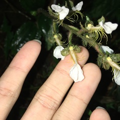 Odontochilus tashiroi