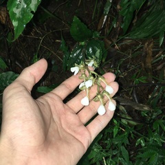 Odontochilus tashiroi