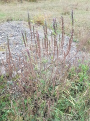 Leonurus glaucescens