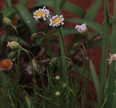 Felicia muricata strictifolia
