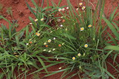 Felicia muricata strictifolia