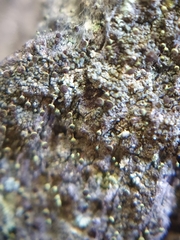 Chaenotheca phaeocephala