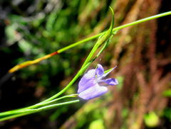 Psoralea trullata
