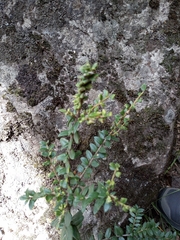 Maytenus chubutensis