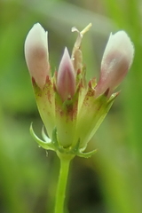 Trifolium oliganthum