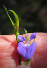 Psoralea trullata