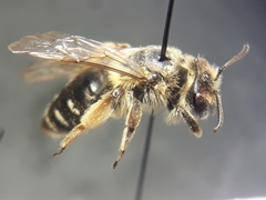 Andrena ovatula