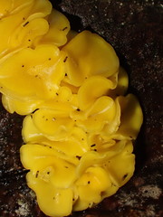 Calycina confluens