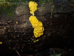 Calycina confluens
