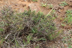 Digitaria argyrograpta