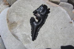 Callorhinchus capensis