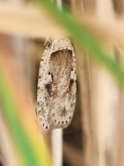 Agonopterix ocellana
