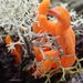 Hongo Coral de Albaricoque - Photo (c) Nicola van Berkel, algunos derechos reservados (CC BY-SA), subido por Nicola van Berkel