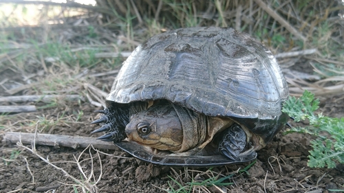African Mud Turtle, Pelusios castaneus