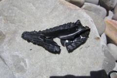 Callorhinchus capensis