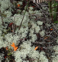 Clavulinopsis luteoalba image