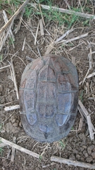 Pelusios rhodesianus