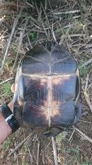 Pelusios rhodesianus