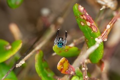 Maratus speciosus